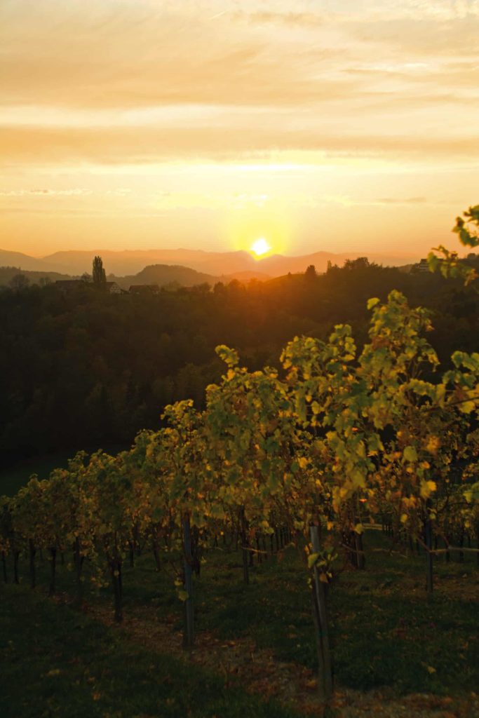 Weinberge bei Sonnenuntergang